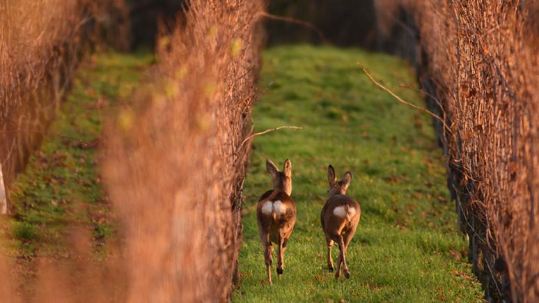 Heimische Tiere Fotografieren: Rehwild Im Wonnegau | FotoTV.