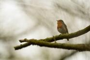 Naturfotografie, Voegelfotografie, Vogel, Durch die Vegetation fotografiert