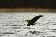 Breiter Luzin, Feldberger Seenlandschaft, Seeadler, Anflug, Greifvogel