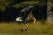 Fotograf Peter Scherbuk, Fotokurs, Fotoworkshop, Naturfotografie, Outdoor, Tarnung, Tierfotografie