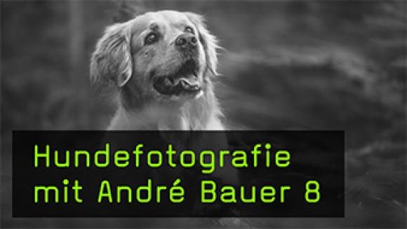 Hunde motivieren fürs Fotoshooting