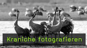 Kranichfotografie am Hornborga-See