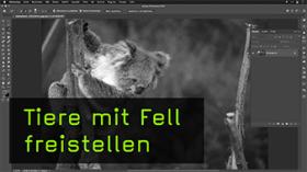 In Photoshop Tiere mit Fell freistellen